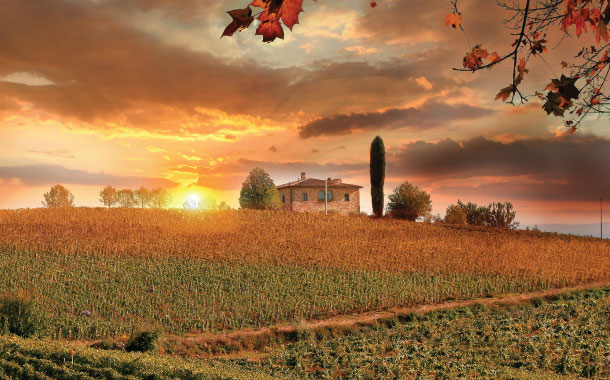 A view of a sunny vineyard in Tuscany for cultural travel package
